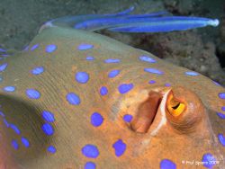 Blue spotted ray, twin Y25 auto strobes with Sea&Sea DX50... by Paul Spiers 